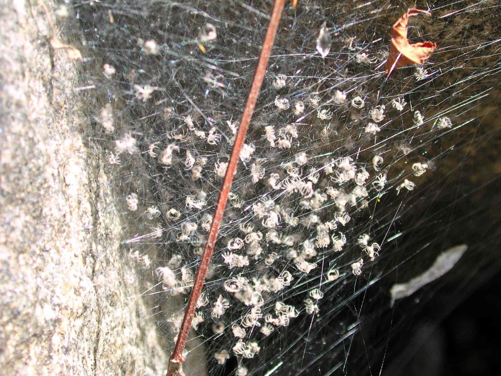Spiders spiderlet molts