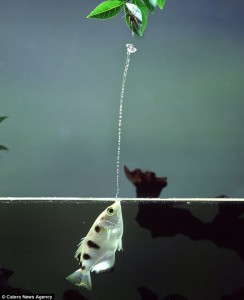 Archerfish image