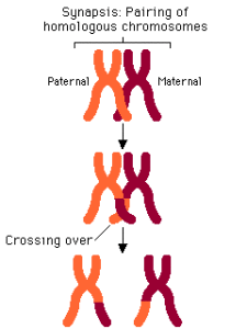 Crossing over in meiosis