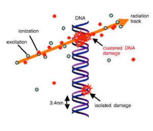 DNA damage image from Francesca Bisello presentation
