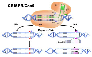 An isolated blue dna molecule on white background